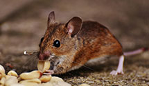 24 Hour & Emergency Exterminators in Allen Jct, WV